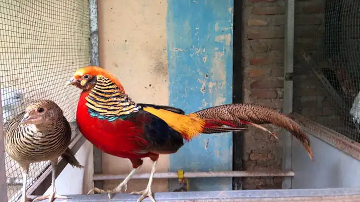Ayam Hias Poland: Unik dengan Jambul Menawan